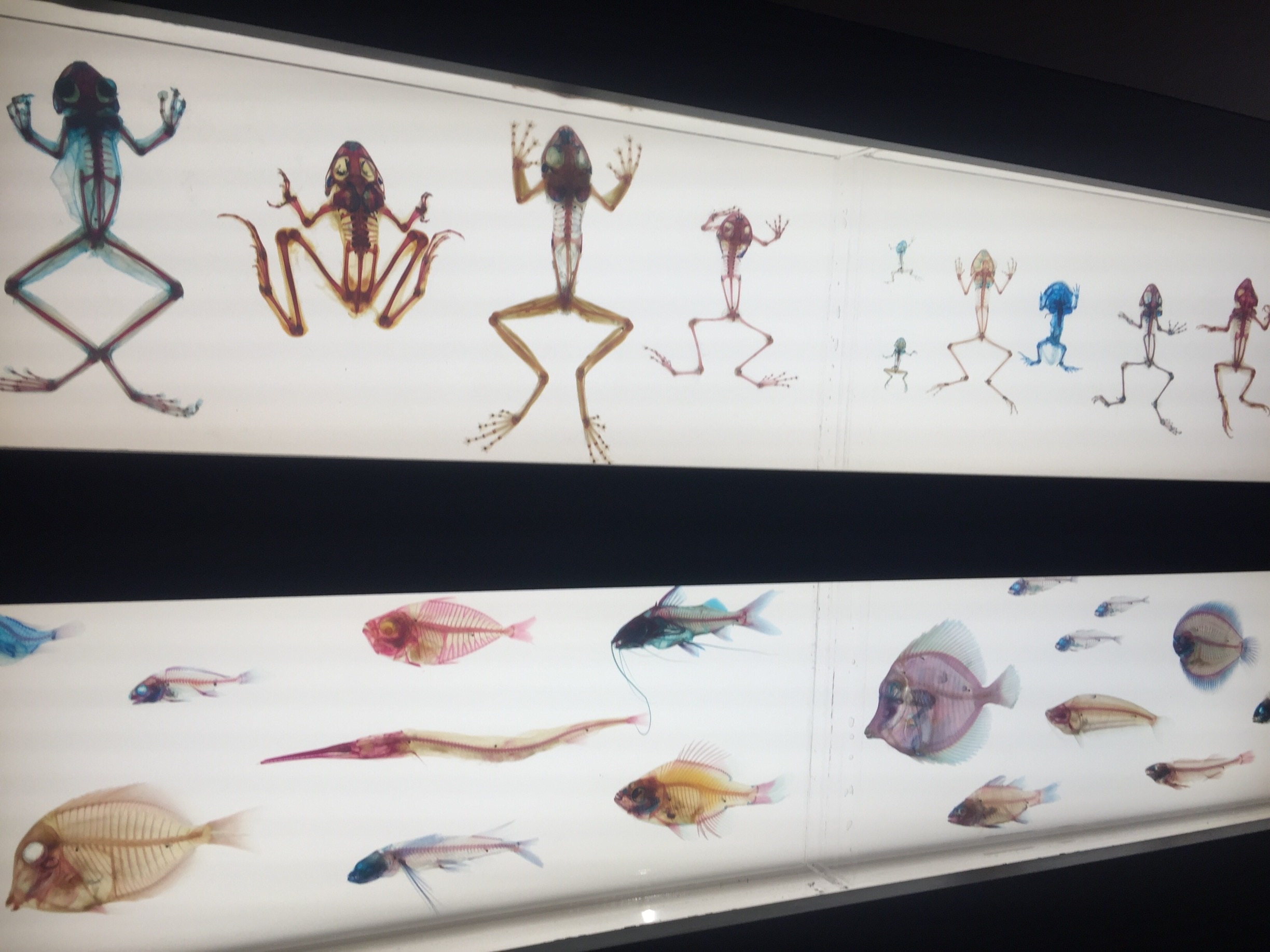 More of the cleared and stained exhibit. It's tucked away on the far south side of the top floor past all the case displays. Probably my new favorite thing in the museum. 