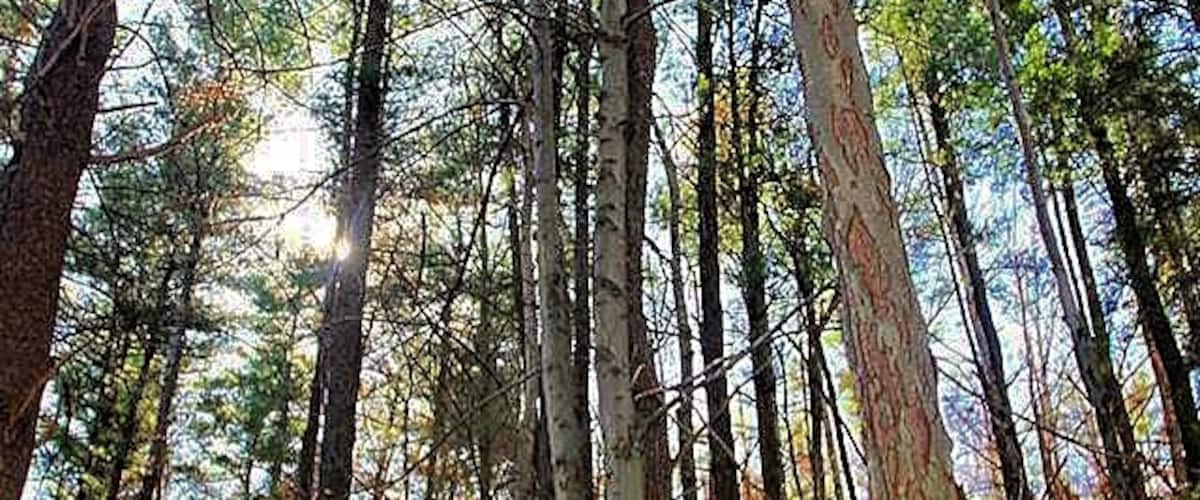 Into the woods. #hiking