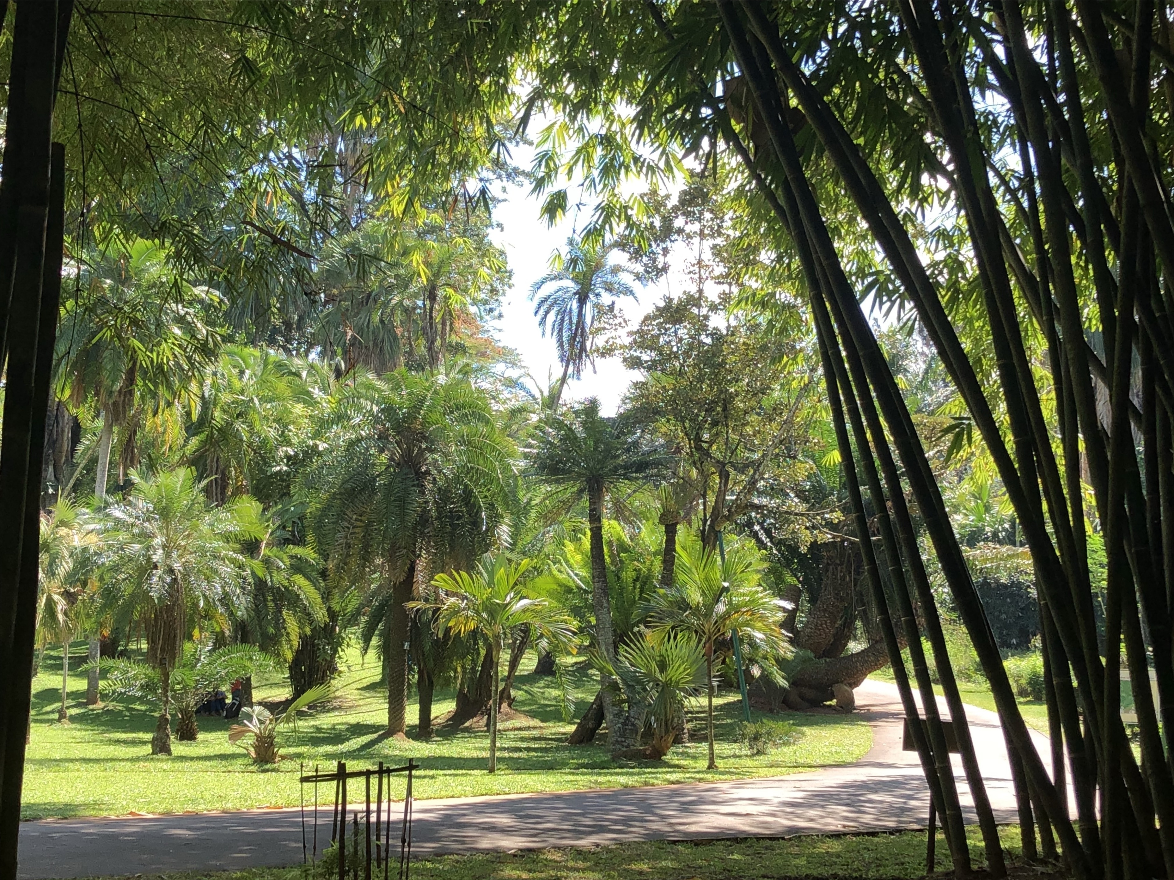 Botanical garden in Kandy