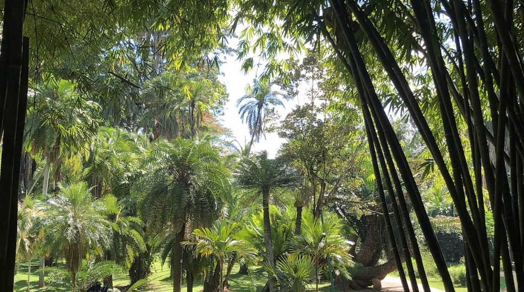 Royal Botanical Garden, Kandy, Provinsi Tengah, Sri Lanka