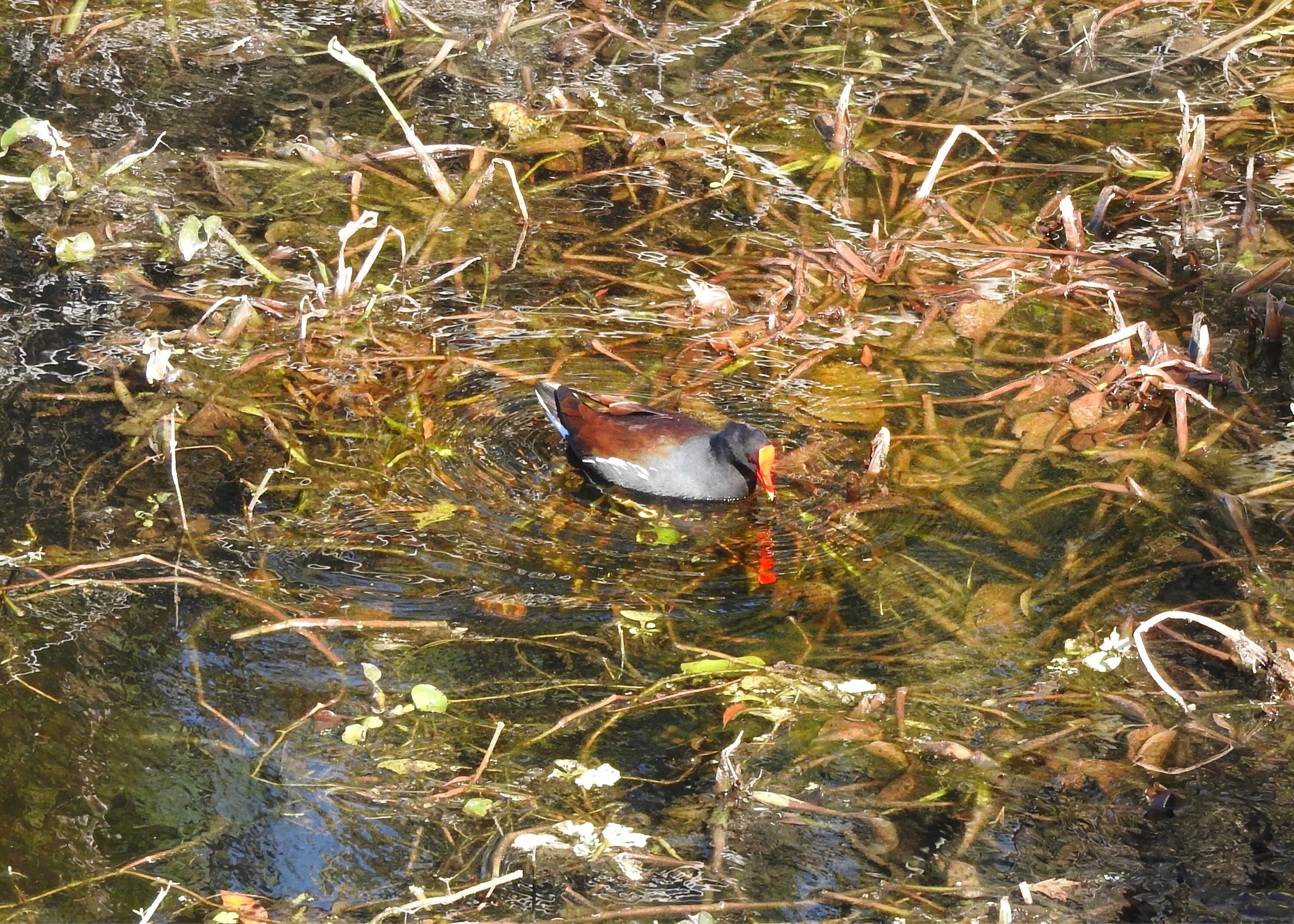 The Common Moorhen lives around well-vegetated marshes, ponds, canals, etc.

#Nature