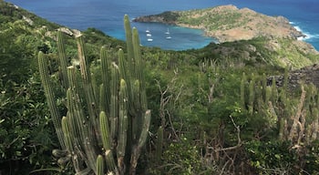 Dec 2016 - Saint Barth, island of the rich and famous - can also prove beautiful and wild.