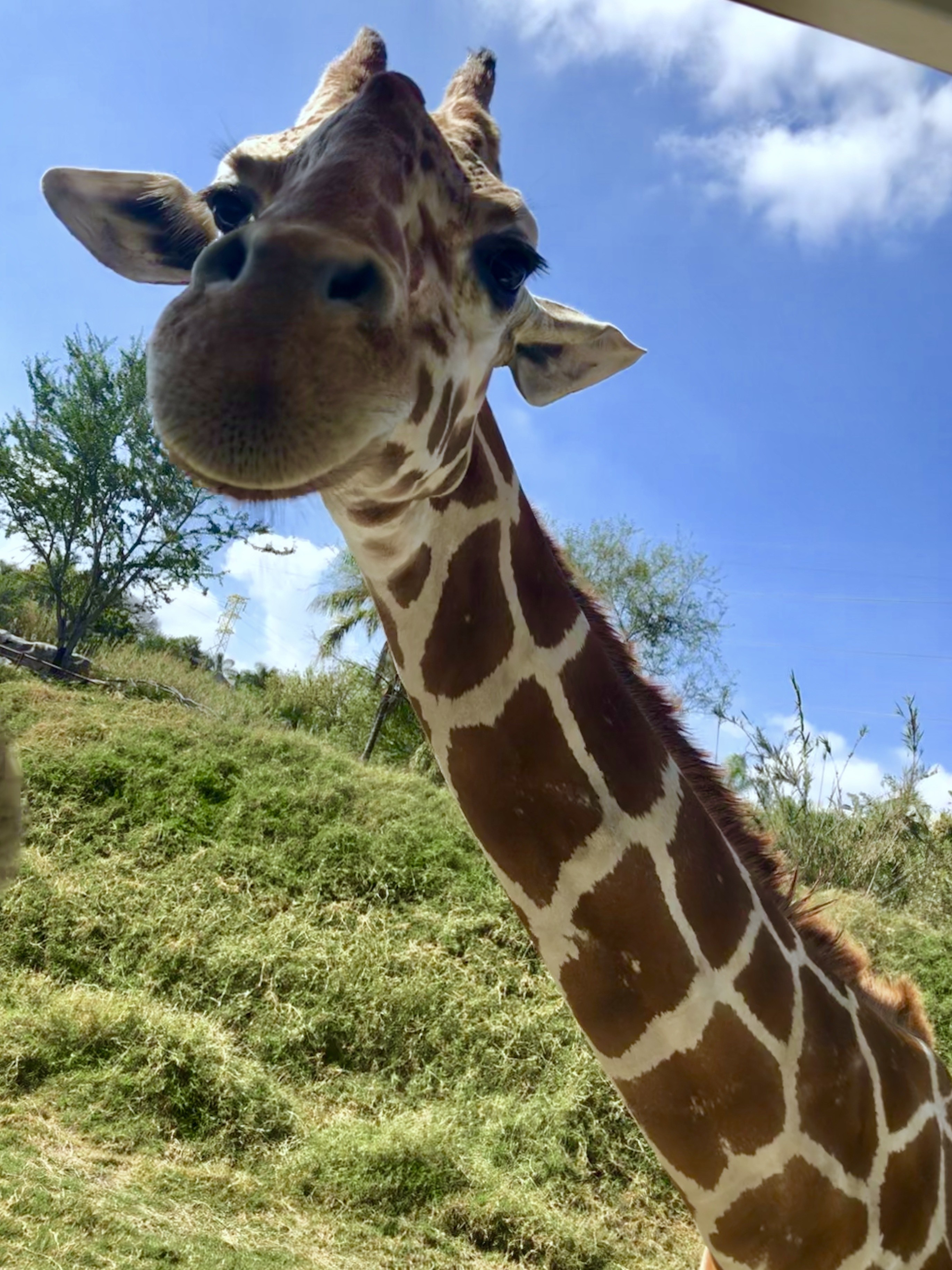 who’s gonna give me some carrots? #giraffe #zoo #upclose #animals #nature