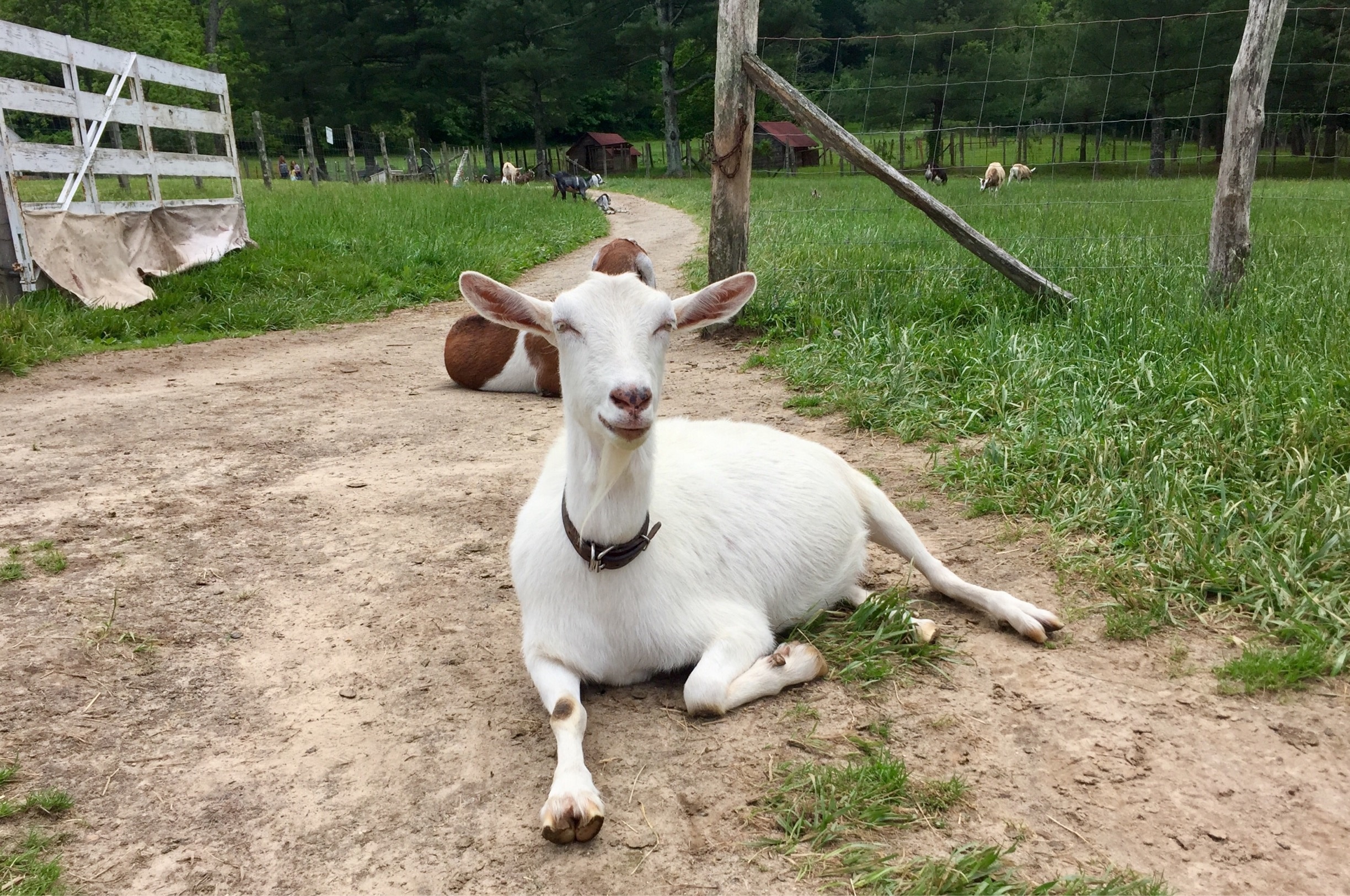 Carl Sandburg's wife raised award winning and record setting  dairy goats.  At one time she had a herd of over 200. The National Park Service maintains a herd of about 30 that are direct descendants from the original herd. 