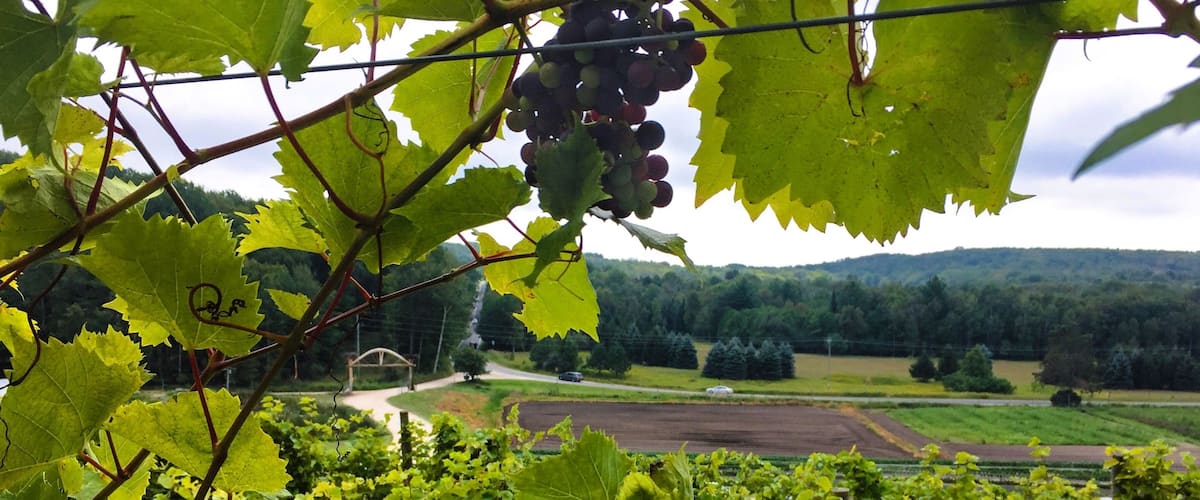 Make a stop here in the middle of your drive through the tunnel of trees for a glass of wine and throwing potatoes!! #lifeatexpedia #travel #Michigan