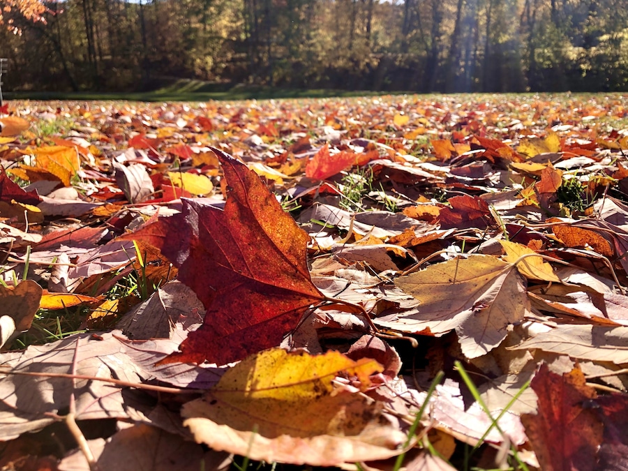 It’s autumn! ‘Nuff said...