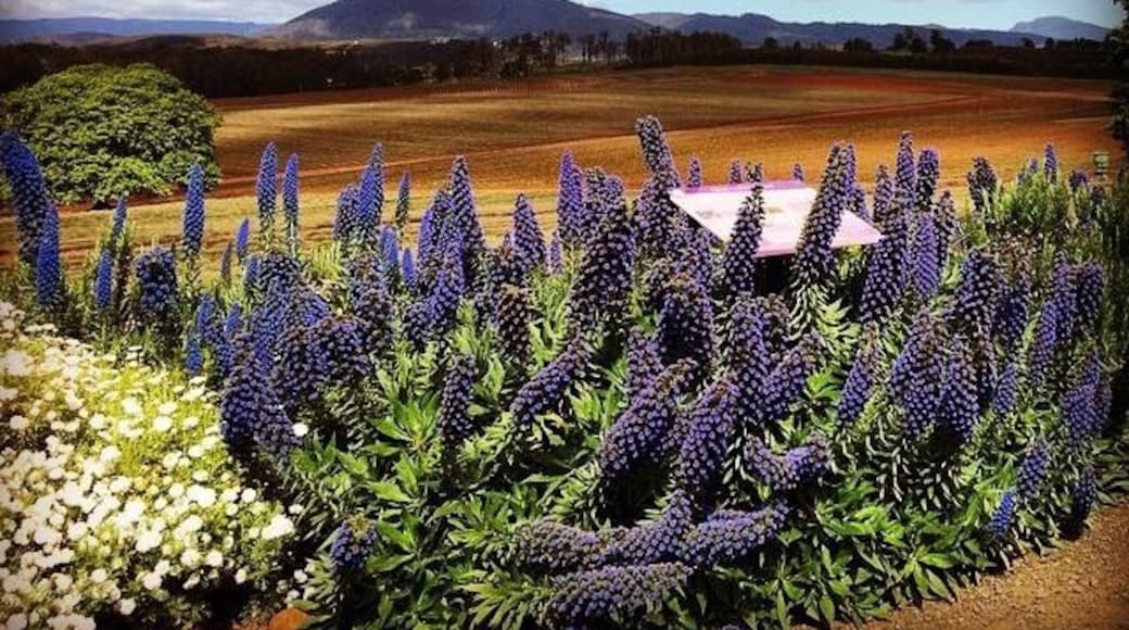 Bridestowe Lavender Estate, Nabowla, Tasmania, Australia