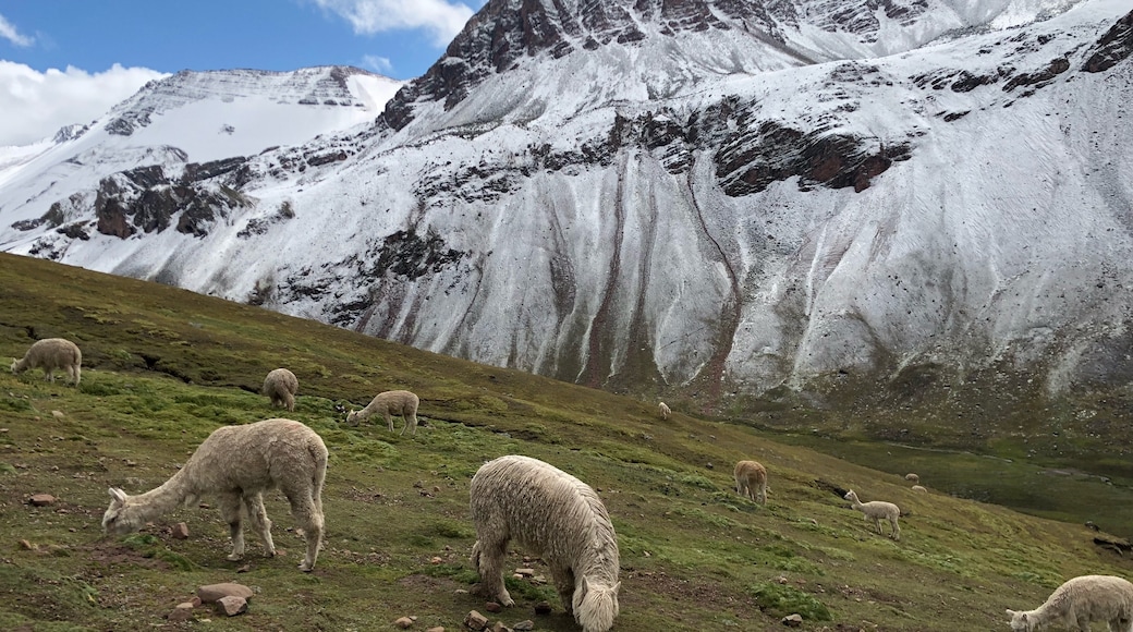Provincia de Canchis, Cuzco (región), Perú