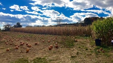 Enjoying a super fall Sunday in the country, picking pumpkins and sipping hot cider.  One of the last unspoiled farms in the area #yepitsjersey. October 2016 