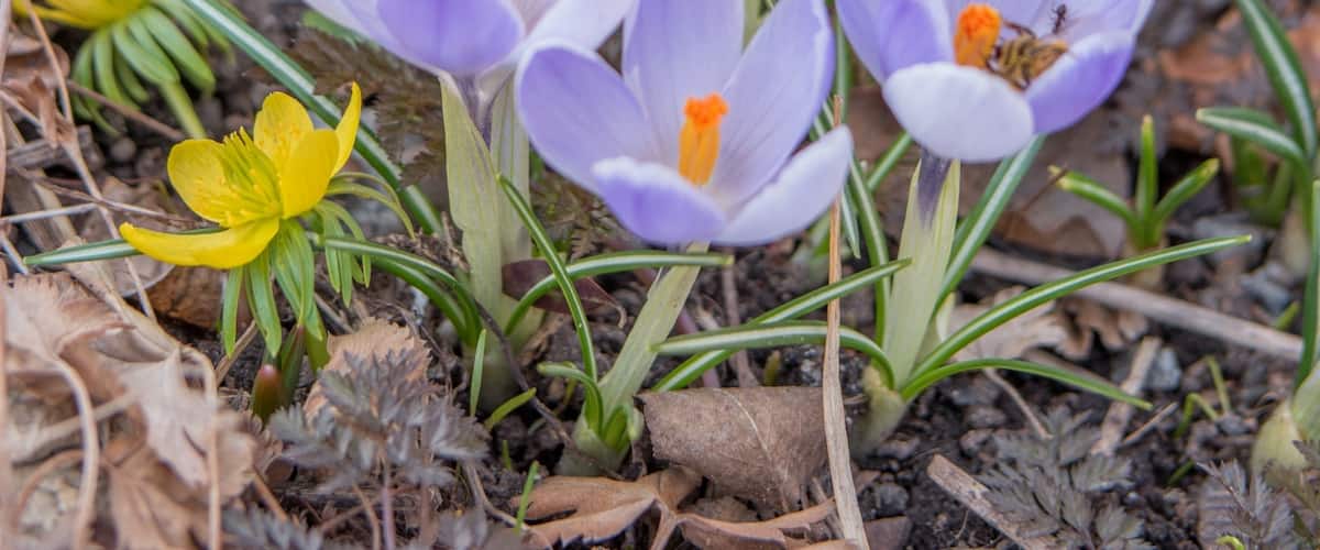 In just the last days of March, Stockholm has transformed from a dormant to a vivid state with singing birds, flowers and bees.