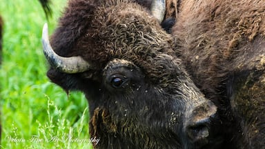 One eyed Jack. We've got a lot of these buffalo close by. 
