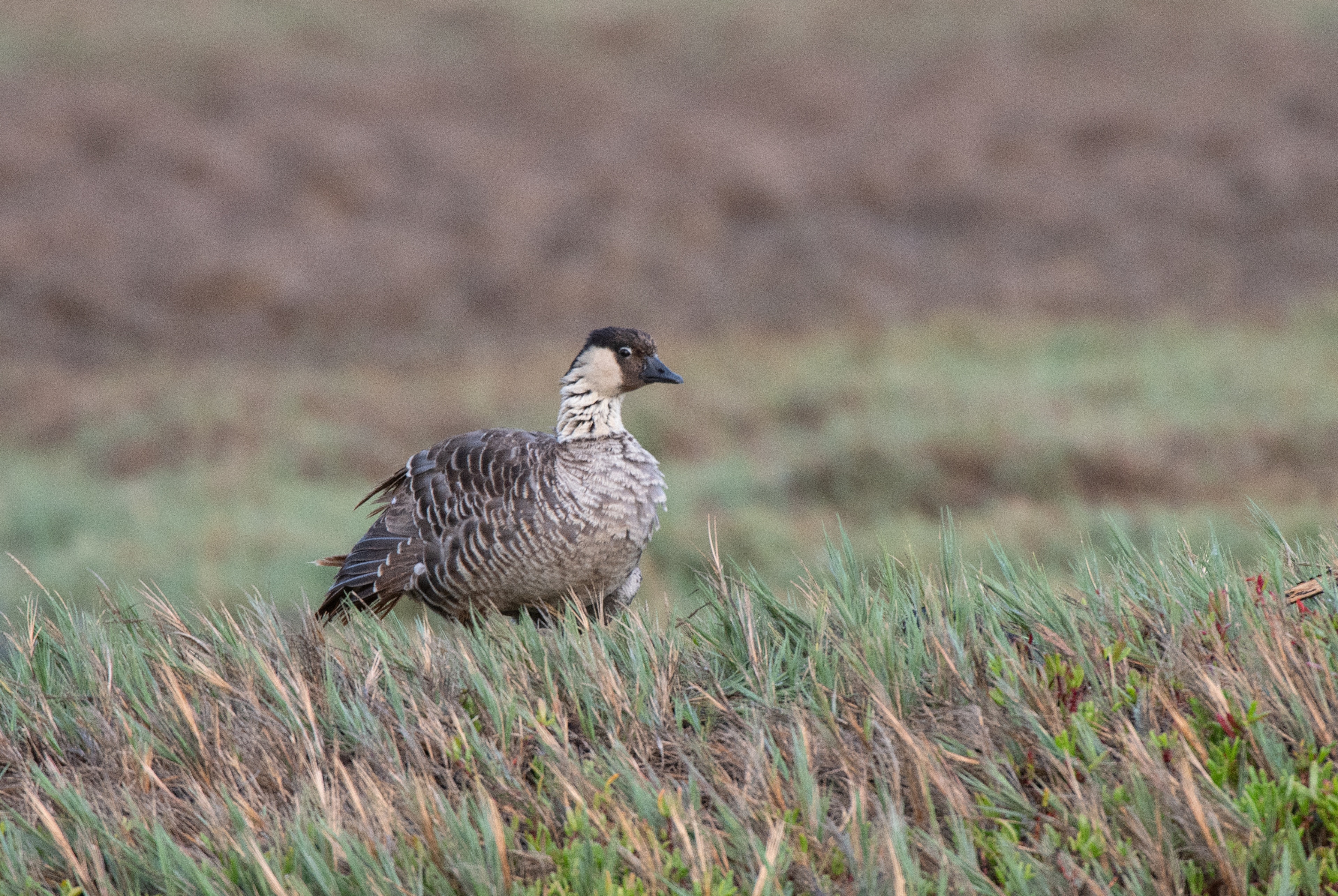 A Nene which is the state bird of Hawaii. It looks like the evolution of a Canadian Goose that blew off course several hundred thousand years ago. They are beautiful and somewhat hard to find. This is a great place to find Hawaiian endangered birds.