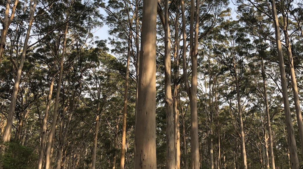 Boranup Karri Forest, Boranup, Western Australia, Australia