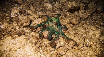 While visiting Cozumel on a recent dive trip we stayed at Scuba Club divers resort. It was a very peaceful, clean, and well-run resort with very helpful staff! The resort backs up to the ocean offering unlimited shore diving which we took full advantage of. We took several night dives and on multiple occasions we would run into this guy who would always give us quite a show of colors as he was just as interested in us as we were of him! #LifeAtExpedia