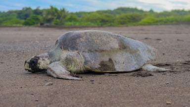 Sea turtles are one of the coolest marine animals ever. While in Costa Rica I had the chance to get up close and witness them nesting on the shores of Playa Ostional.

http://www.divebuddies4life.com/i-left-my-heart-in-ostional/