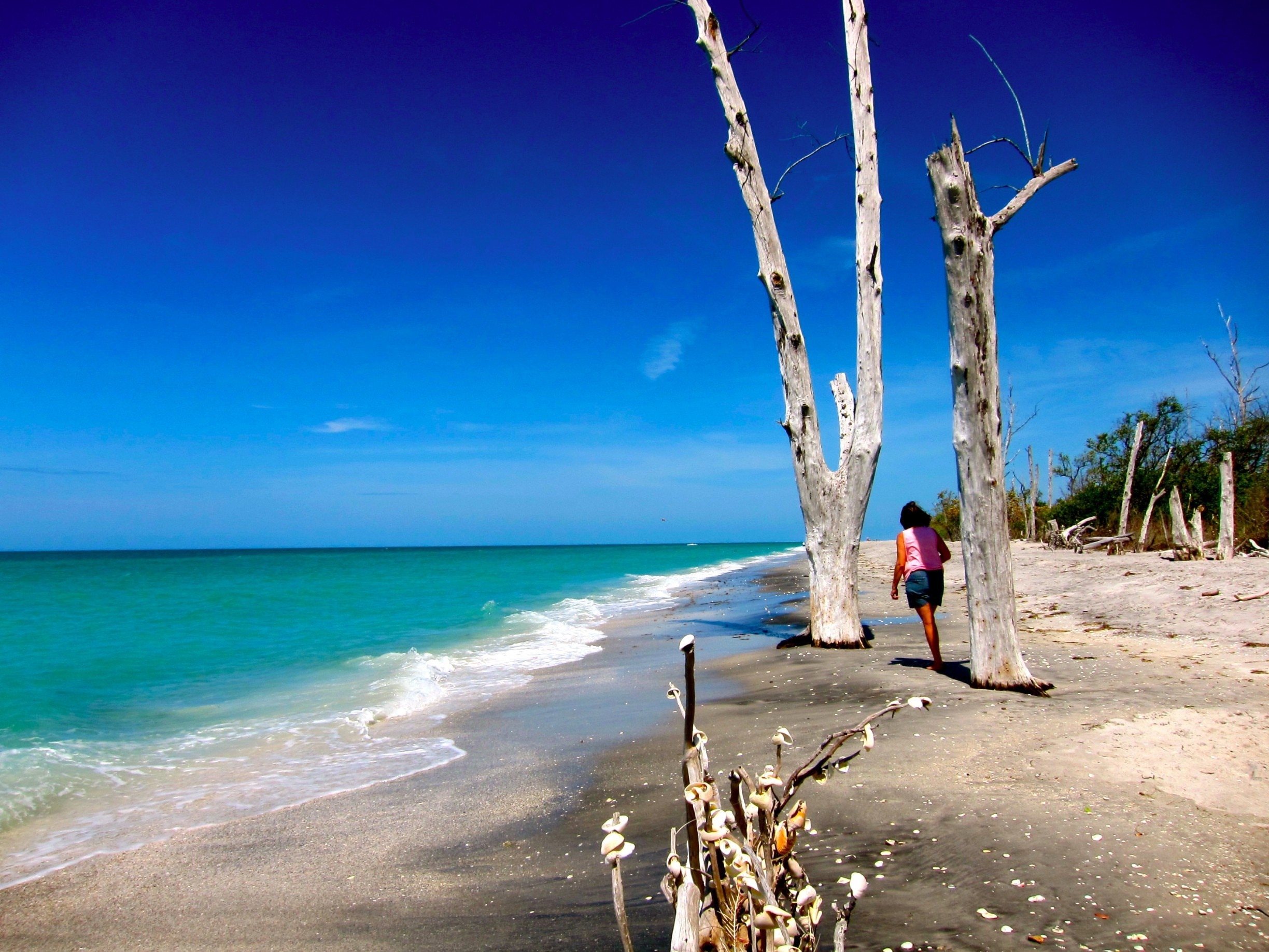 Stump Pass State Park is a gem in Southwest Florida. There is a trail through the forested area of the park, but the best part is along the beach. Check the tides, when the tide is in, much of this area is covered with water, but when it's out, there is a spectacular, windswept, quiet beach to explore, complete with tons of shells and the trees and stumps that give this park its name. #BeachBound