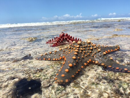 Local marine. During the low tide it's easy to spot plenty of the local marine life. 