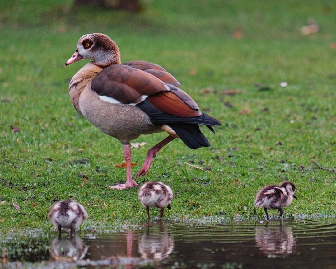 Recently begun visiting this park and saw this Egyptian goose shepherding these little chicks.

Nice little Easter shot :-)

Fuji X-T2, Fujinon XF 55-200