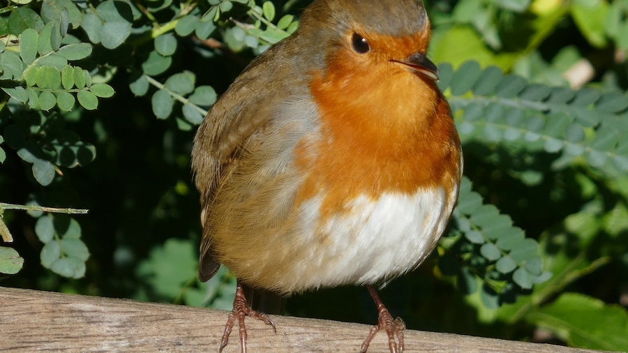 Visiting Hampton Court Palace, you are probably more likely to see a posing red robin rather than one of the infamous ghosts!
#LifeAtExpedia
#Red