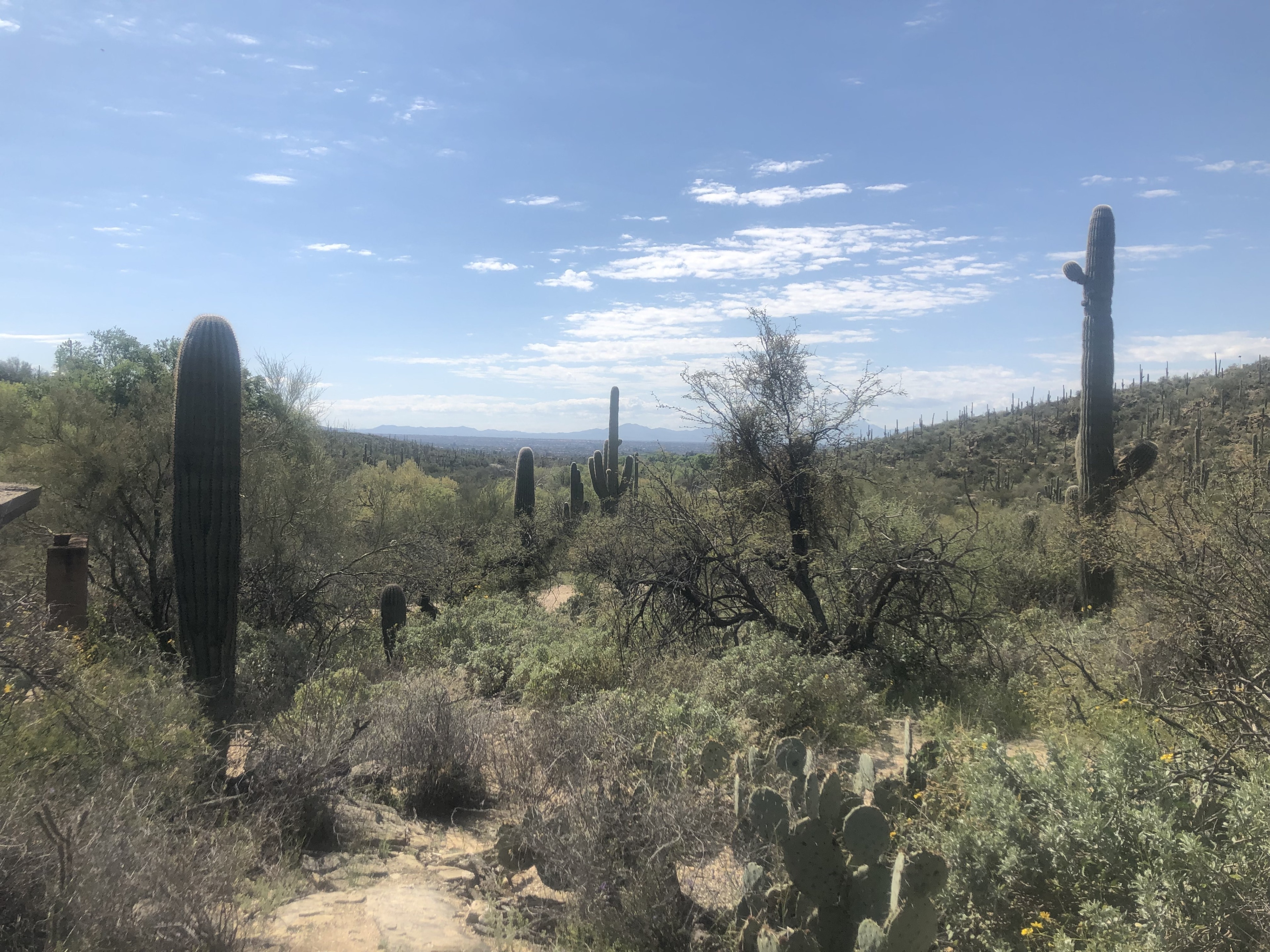 Sabino Canyon, Tucson, Arizona, United States of America