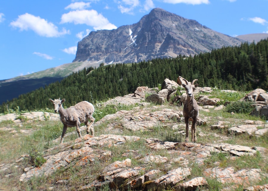This was by far the most beautiful place I've been to. After I took this pic the sheep tried to ram me but it was worth it. I highly suggest if you like adventures that you go here!! #TakeAHike