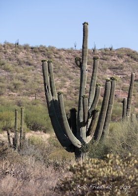 The standard growth in the Arizona desert near Wickenburg AZ