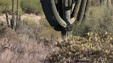 The standard growth in the Arizona desert near Wickenburg AZ 