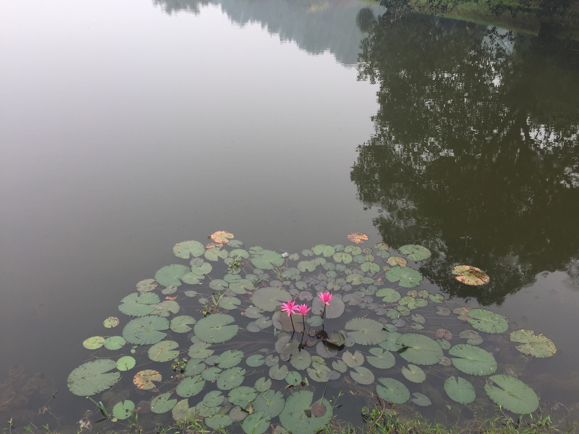 The Lotus blossoms at the lake. 