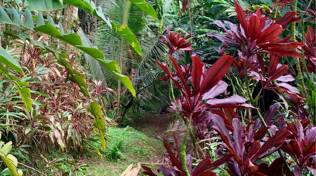 Vườn Bách thảo Nhiệt đới Hawaii, Papaikou, Hawaii, Mỹ