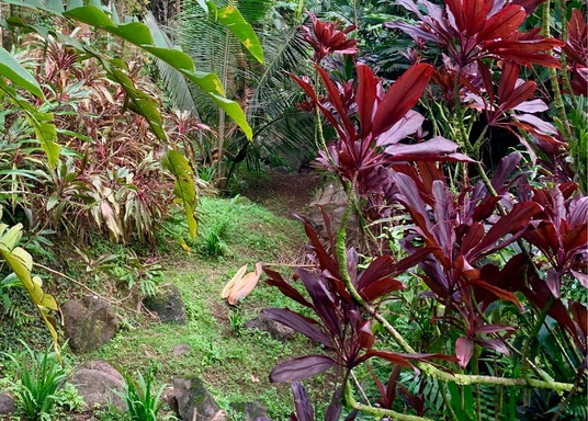 パパイコウ ハワイ熱帯植物園 周辺のホテル 宿泊予約 格安ホテル予約 最安値検索 ホテルズドットコム パパイコウ ハワイ熱帯植物園 周辺のホテル 宿泊予約 格安ホテル予約 最安値検索 ホテルズドットコム