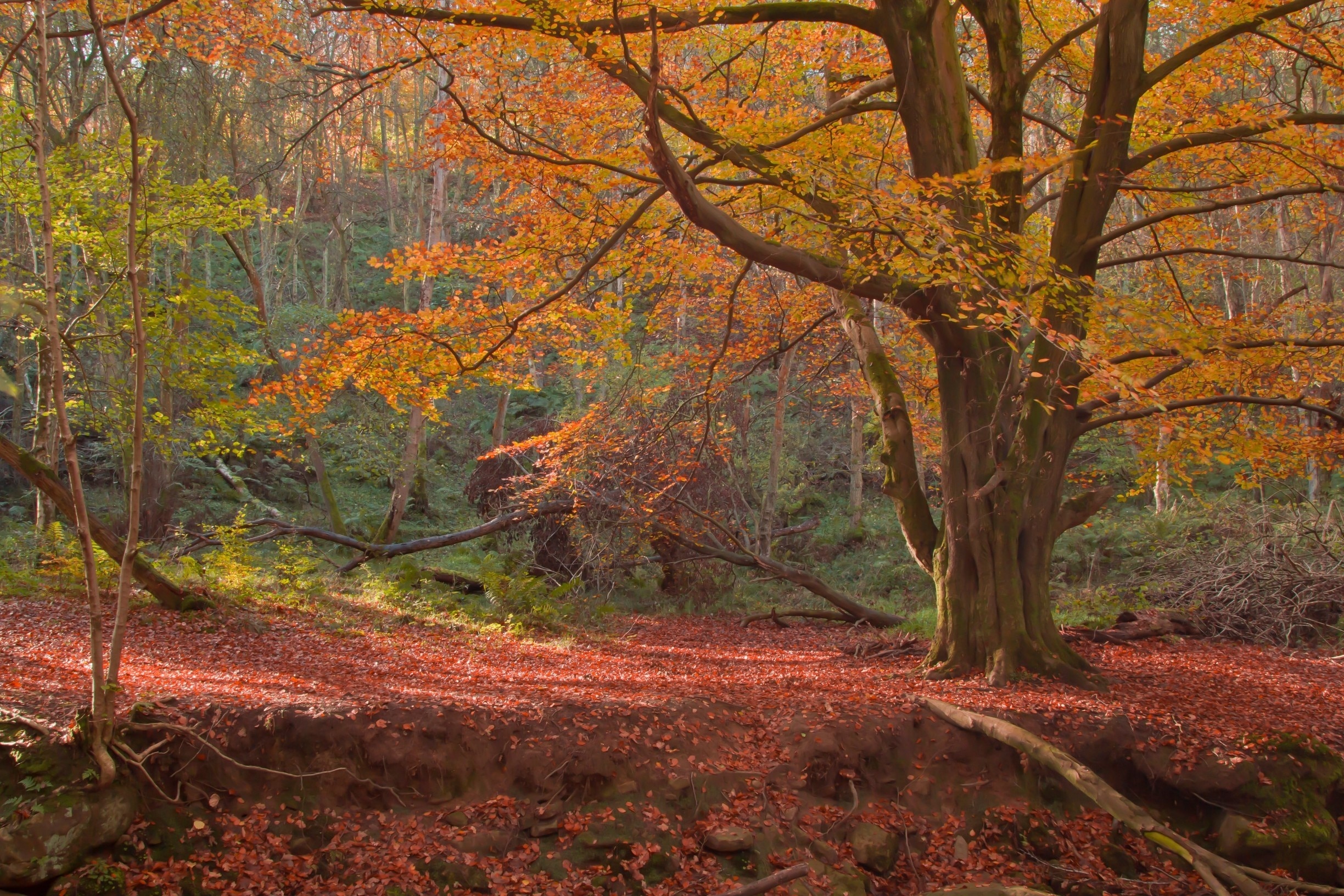 Billede taget af Ron Jnr