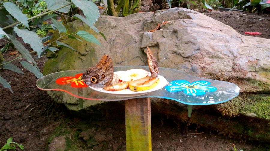 Pantropica