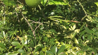 The lemons are almost ripe