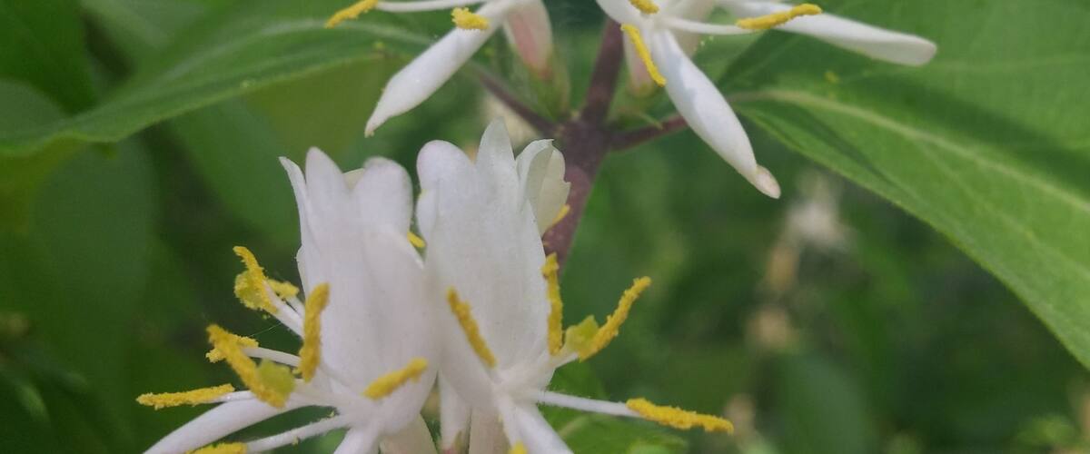 The fragrant blooms of Japanese Honeysuckle (Lonicera japonica).
The upside is that this plant provides food for deers, rabbits and birds.
The enormous downside is that this plant is very invasive and has taken root in many natural area of Ohio. The plant grows in dense thickets and can choke out less aggressive native plants.
Bradner Preserve is a 234 acre park located in Wood County. The trail system meanders through quite a variety of terrains. There are large trees, wetlands, a boardwalk, prairie and even a small patch of sand dunes. There are mosquitoes, and they will find you delicious.