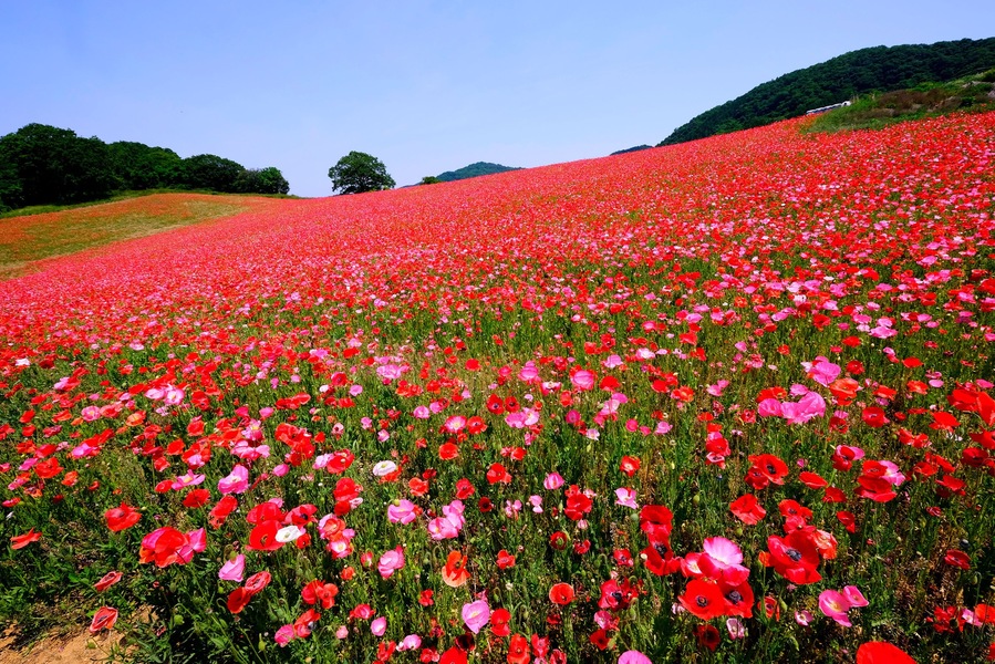 A beautiful poppy field. #Mountains