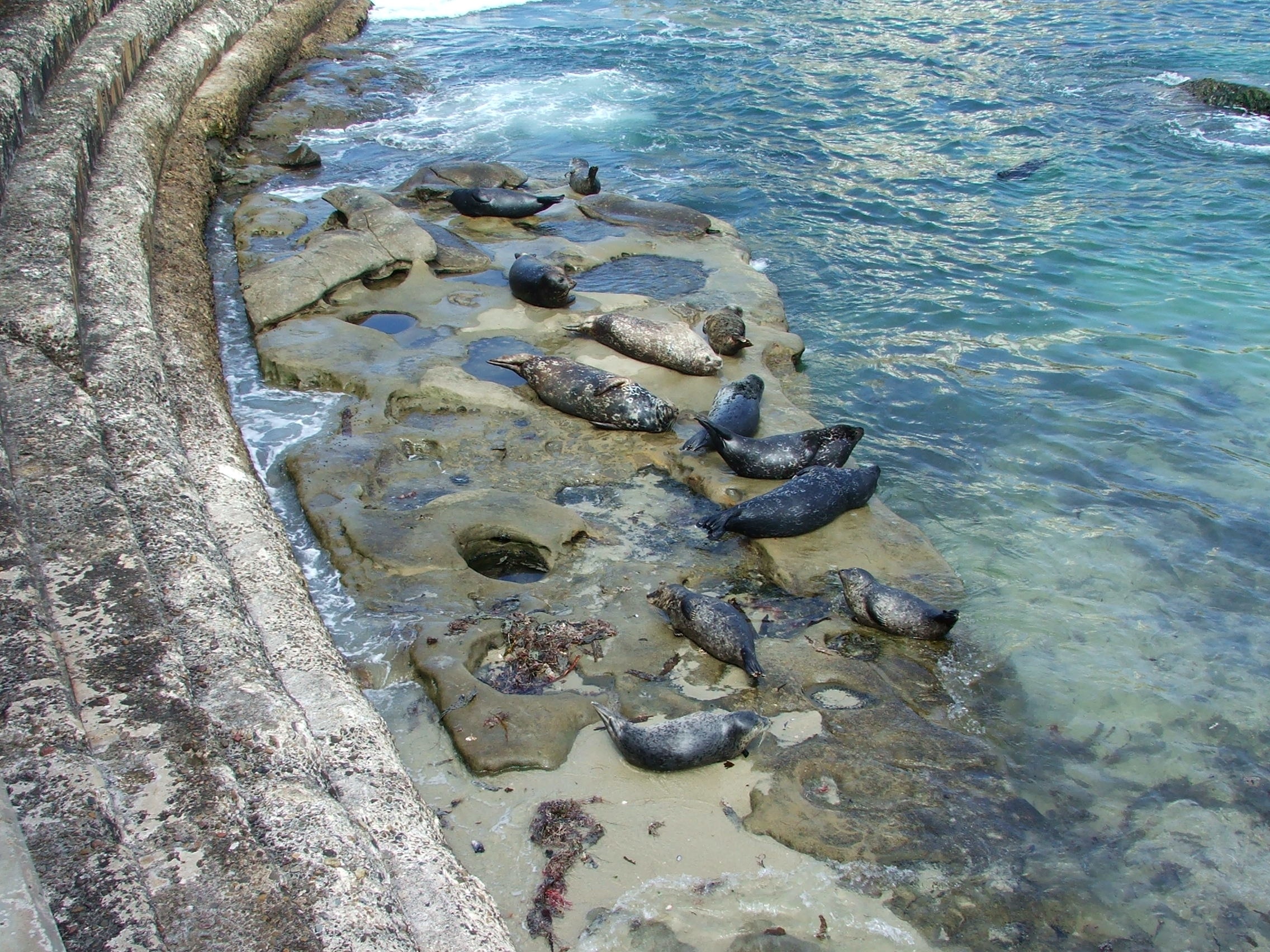 Children's Pool La Jolla: The Best Spot For Seals Viewing - California  Through My Lens