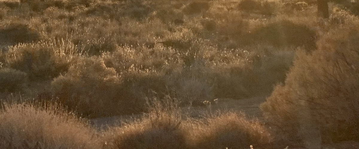 What a beautiful place to be for a sunset. There’s something very soothing about the desert in winter. The road is pretty rough getting out to the Joshua Trees, but we’ll worth it.