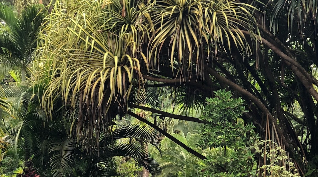 Arenal Kaplıcaları, La Fortuna, Alajuela (ili), Kosta Rika