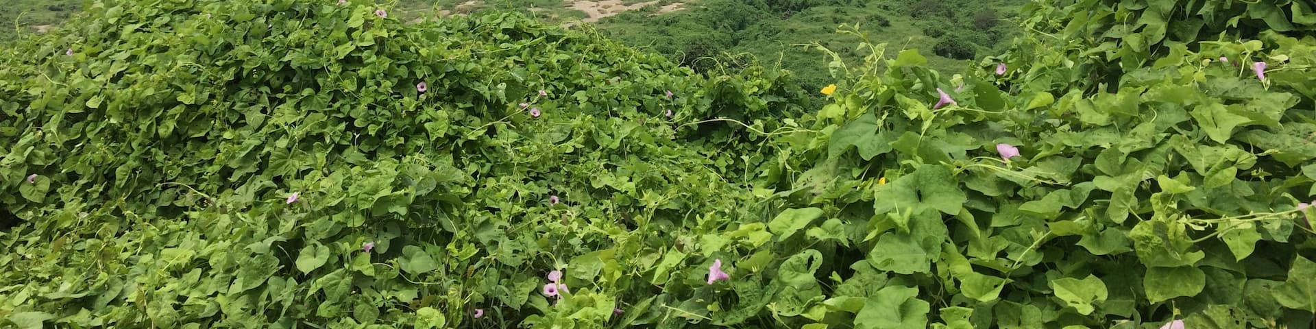 Isla de la Plata is an island 40 km off the Ecuadorian coast. It's also called Galapagos for the poor, because it offers a Galapagos feel without the pricetag. It's nothing poor in terms of flora and fauna though! #ecuador #green #island #wildlife #holidays