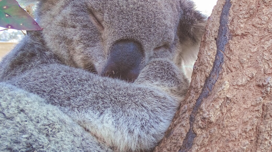 Zoo de Taronga, Sydney, Nouvelle-Galles-du-Sud, Australie