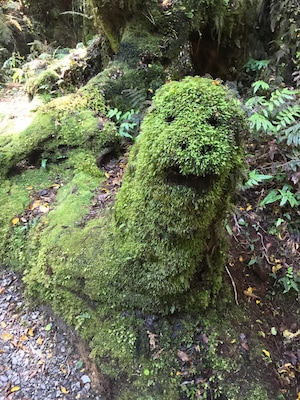 Carved into the bushes on a hike.