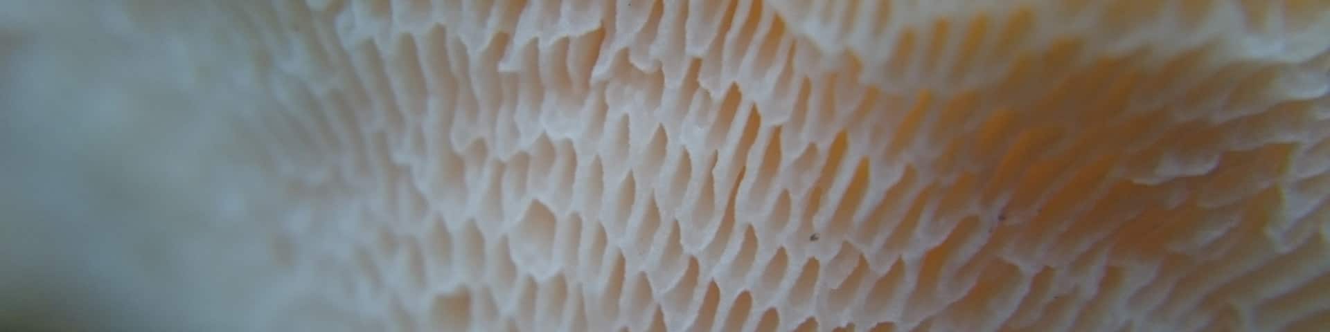 An extreme close-up underside view of some orange bracket polypore fungus growing on a dead tree limb.