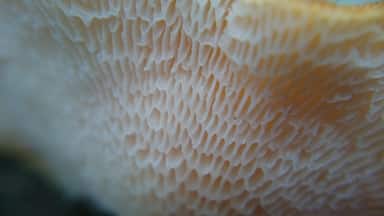 An extreme close-up underside view of some orange bracket polypore fungus growing on a dead tree limb.