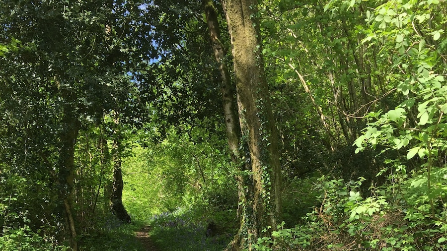 Coed-y-Cerrig National Nature Reserve