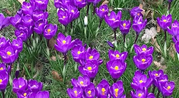 Wow. The beauty of spring right in the green space on an intersection on a busy Hamburg street. Discovered while cycling through the city. 