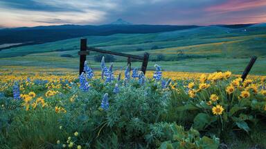 Balsam root sunflowers and lupine in April with Mt hood looming in the background.