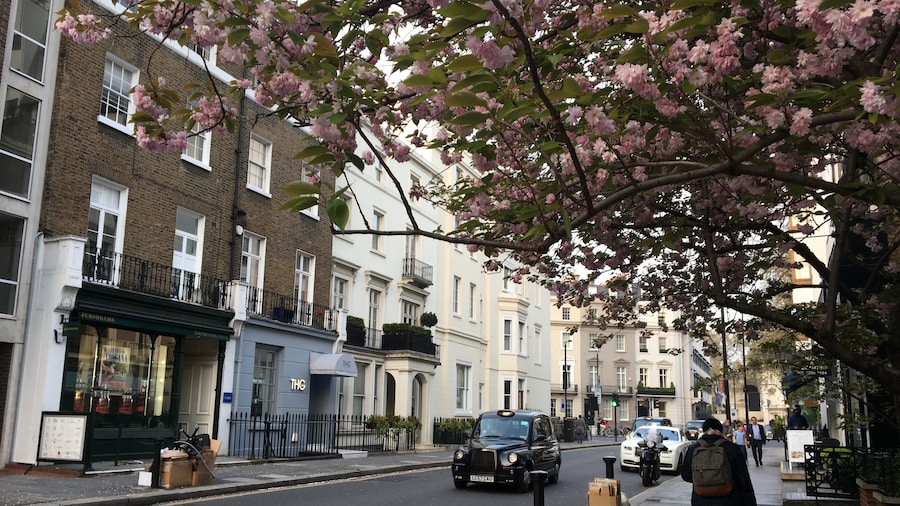 Beautiful cherry blossom.