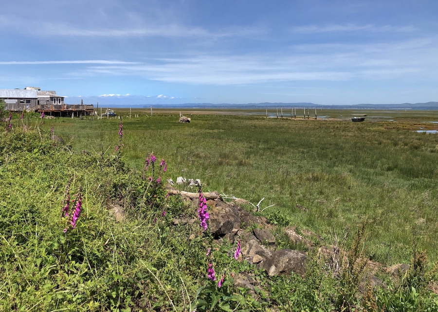 Fantastic view looking towards the historic cannery, snow-capped mountains, wild flowers, mud flats and way in the background, the oyster beds. June 2019
#Nature