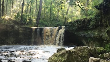 You will not find many waterfalls in Florida. I discovered Falling Creek Falls early one morning near Lake City. Take a quick detour from I-10 to see a root-beer-colored cascade, which plummets more than 10 feet over a deep lip of limestone and flows away over limestone boulders at the bottom of a ravine. Falling Creek Falls was the site of the first settlement in this area, and a short boardwalk trail offers easy access to this scenic view.