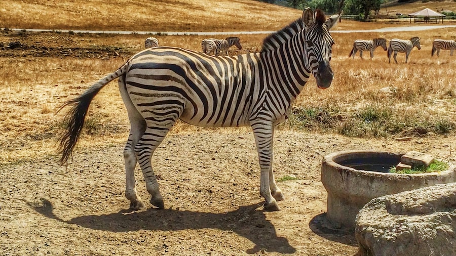 Zoológico Wildlife Safari